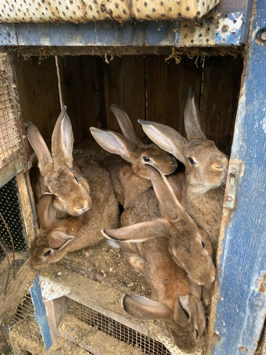 Iepuri  — 70 lei .