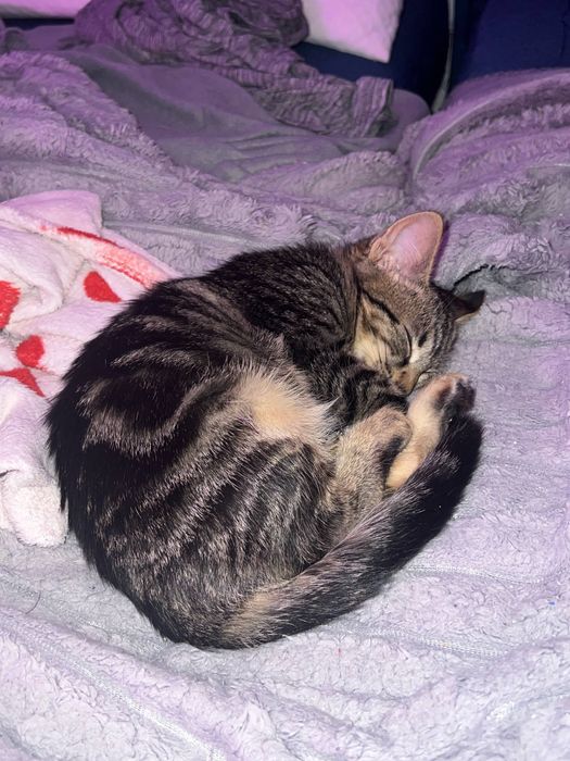 котенце търси дом