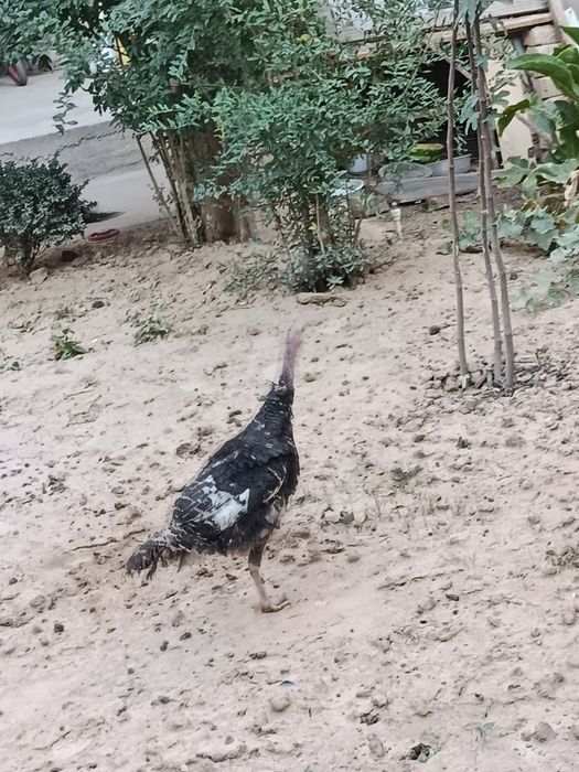 Курка 1.5йил айол