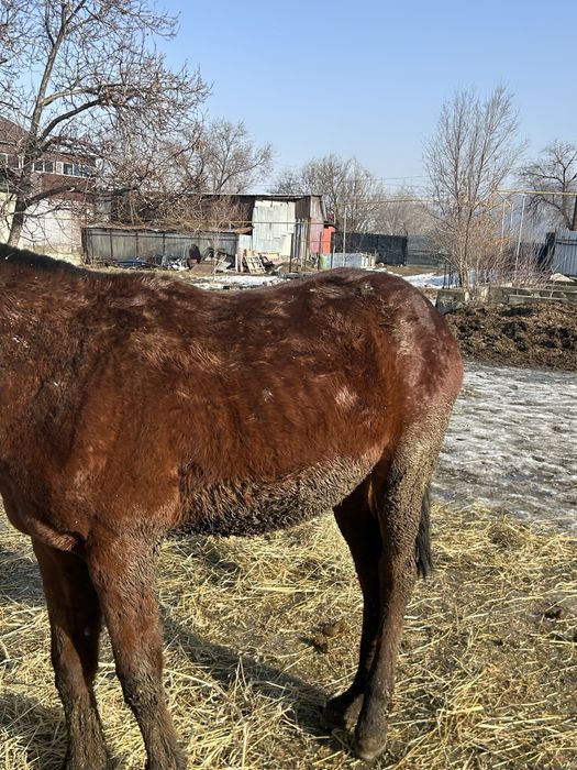 Ұреашы тай жеребчик байтал