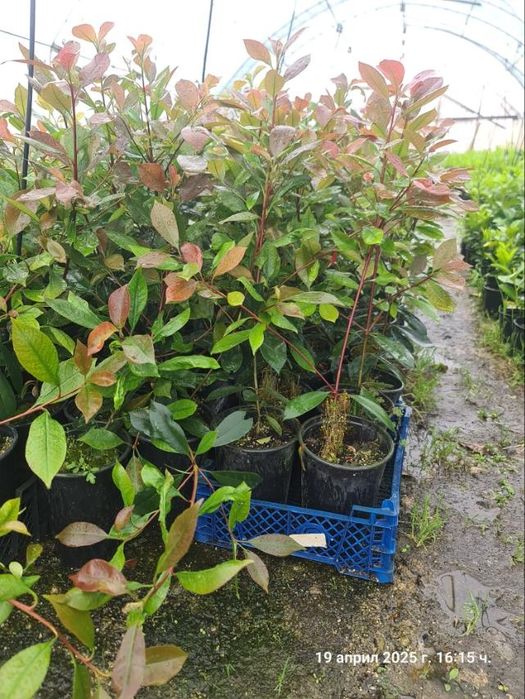 Фотиния ред рубин red rubin