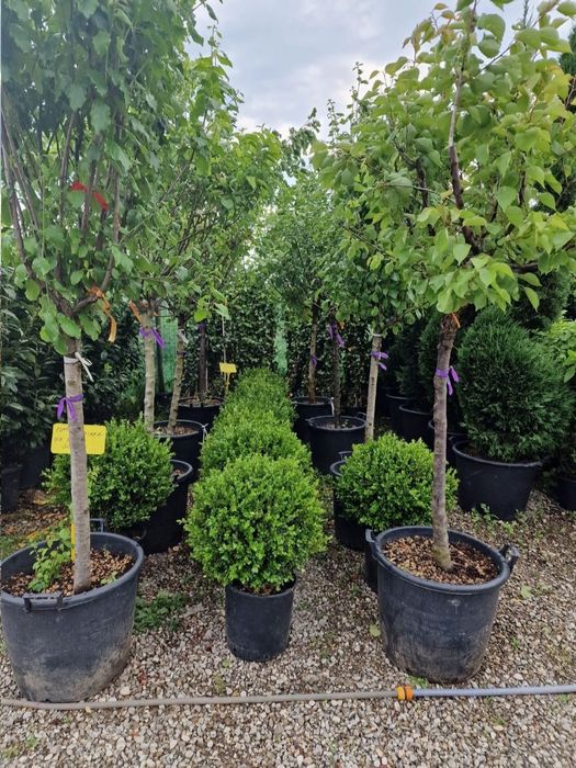 Vindem pomi fructiferi