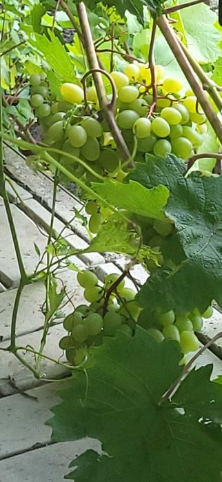 Саженцы винограда