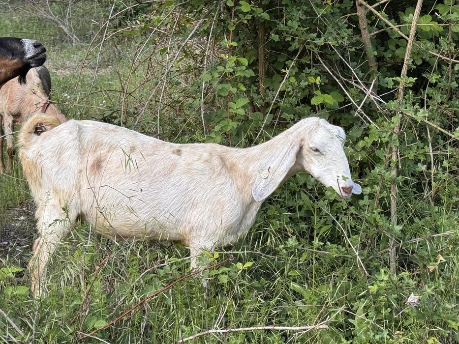 Capra anglonubian gestatata