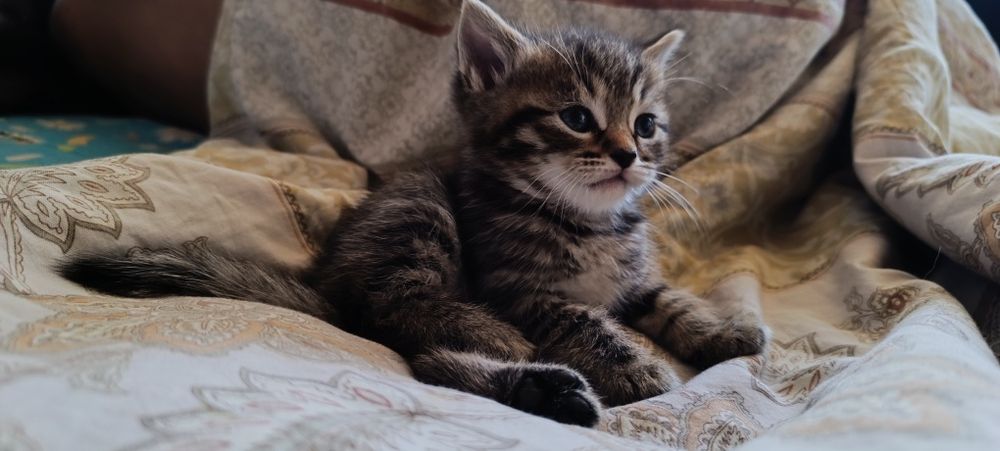 Отдам котяток в добрые руки