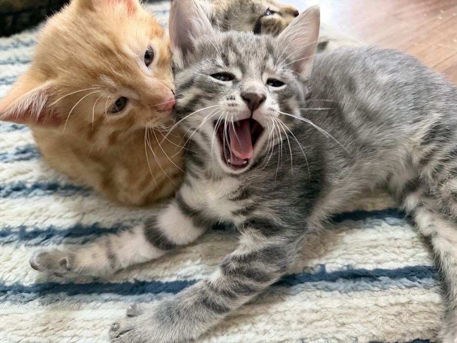 Отдам котят в хоршие руки