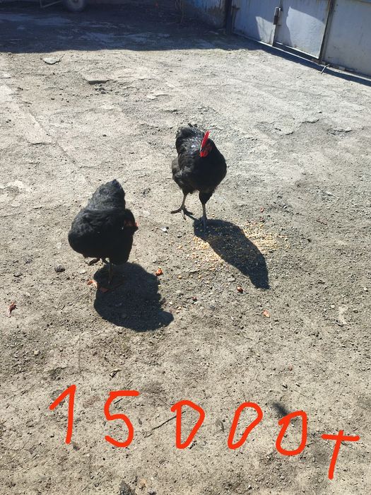 Даканы 3кур 1 петух