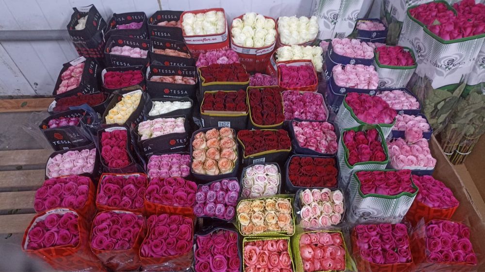 Розы опт/розницу