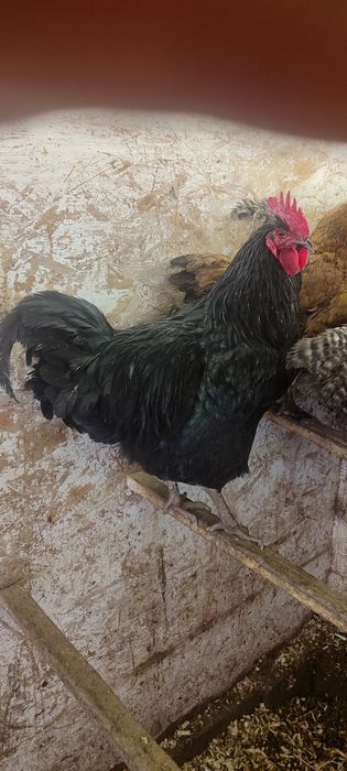 Инкубационные яйца