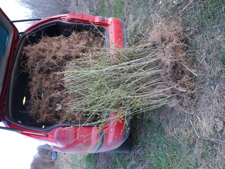 Ligustrum vulgare lemn cainesc