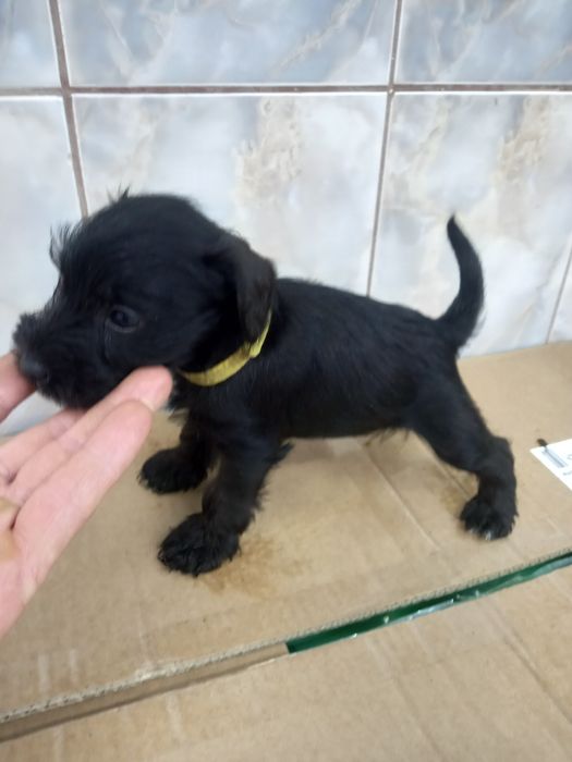 Schnauzer pitic negru