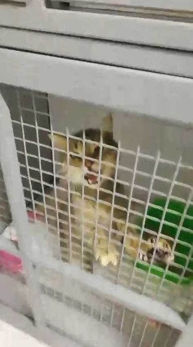 Коту нужен дом! Срочно!