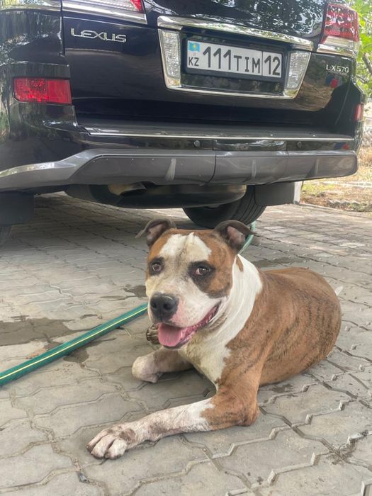 Продаю собаку кабель