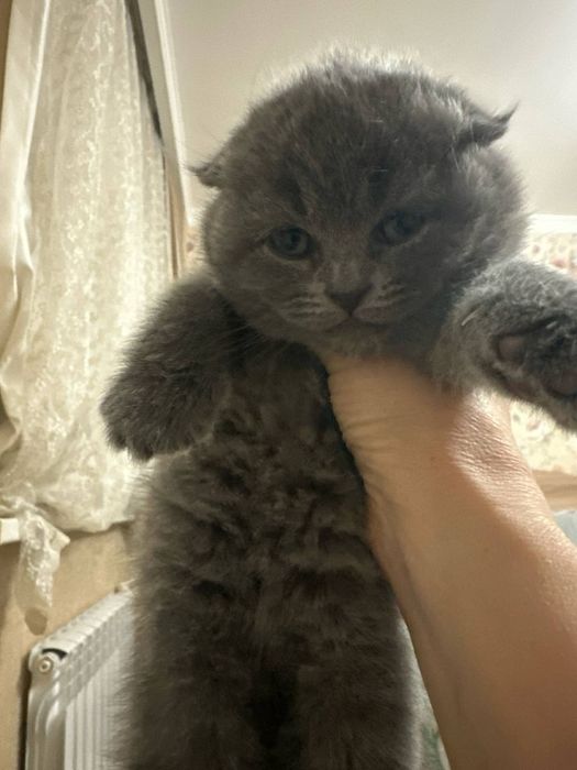 Шотландские веслоухие и прямоухие кошки