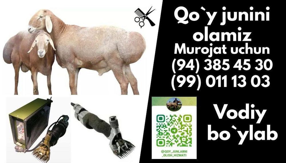 Qoy yungini olamiz vodiy boylab