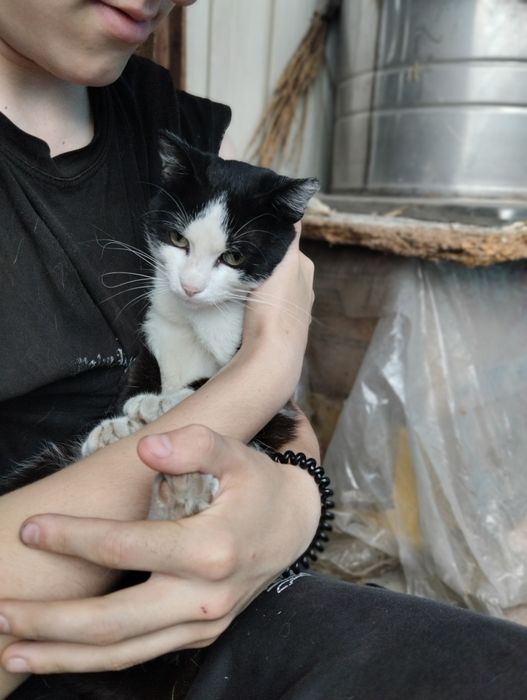 Отдам доброго кота.