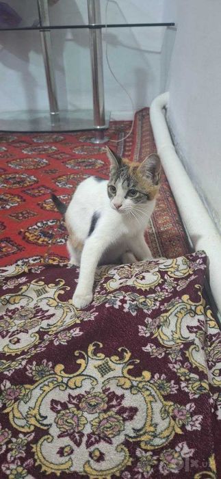 Hadiya !!!  Qiz bola  Mushuk