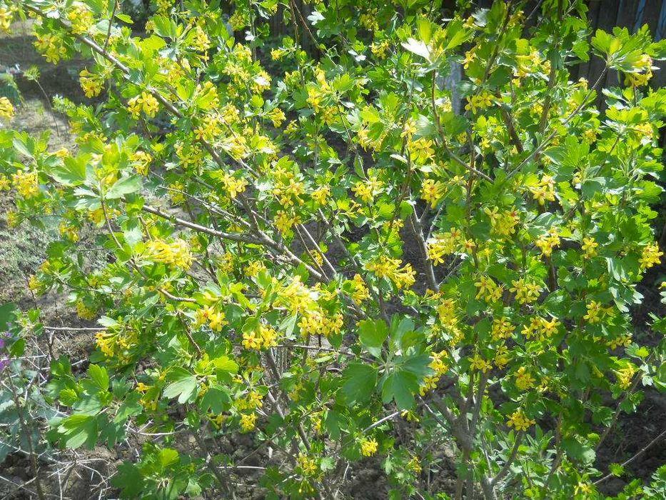 Ribes aureum 50-70cm