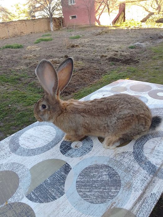 Зайци жълти и белгийски великани