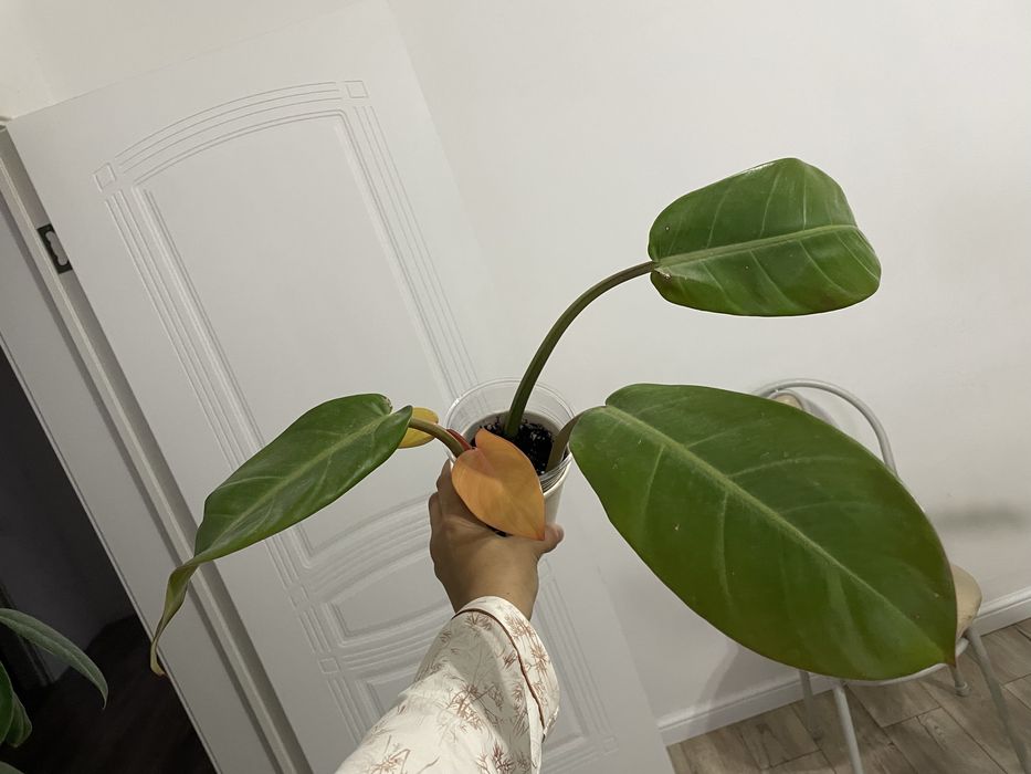 Комнатные цветы филодендрон эпипремнум ароидные