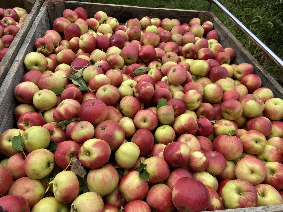 Vand mere Idared, Golden, Florina