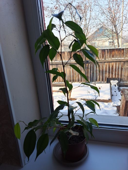 Фикус  Бенджамина  зелёный