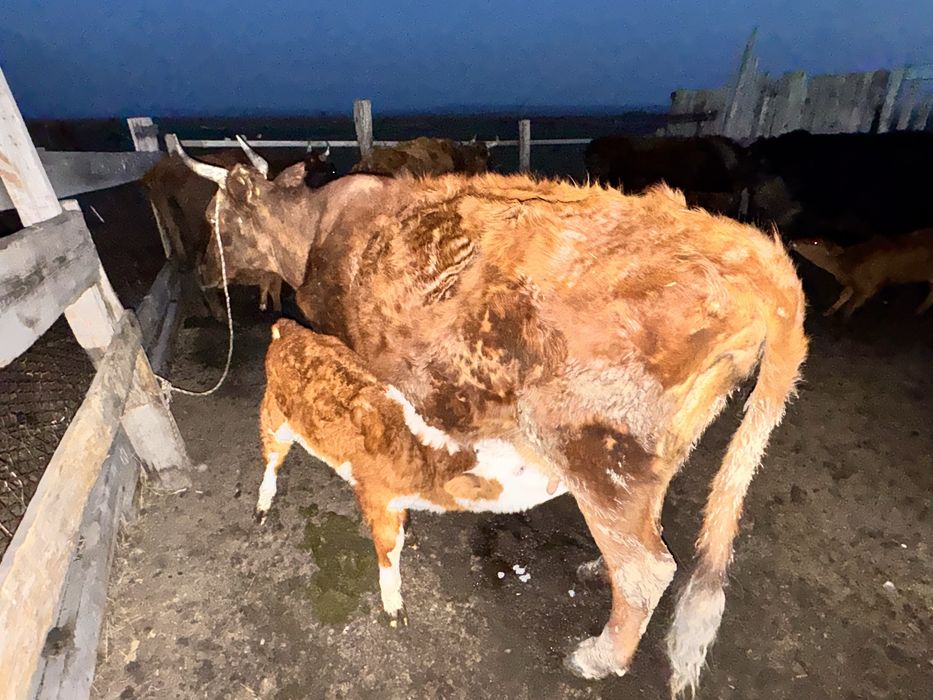 Коровы 30 голов за 20 млн