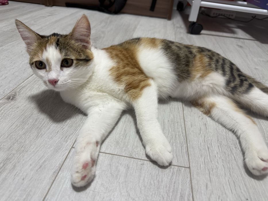 Отдам котенка в добрые руки
