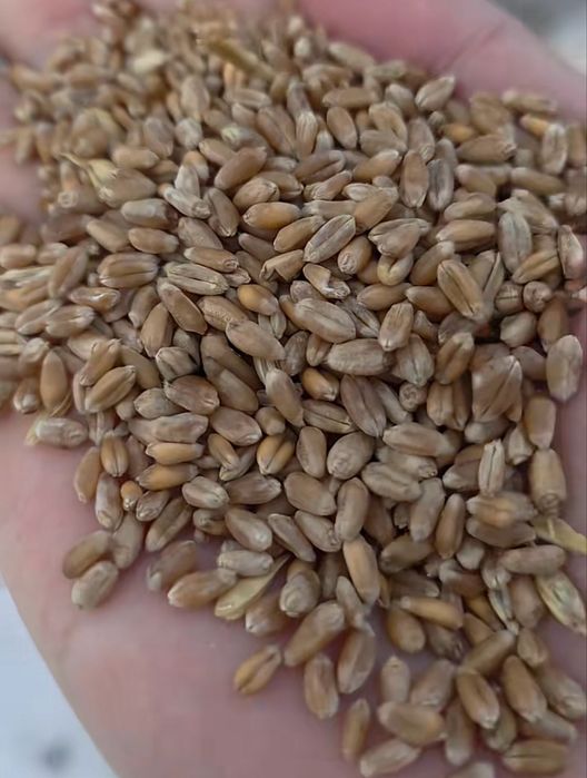 Арпа ячмен бидай пшеница   8 771/-987-99/99