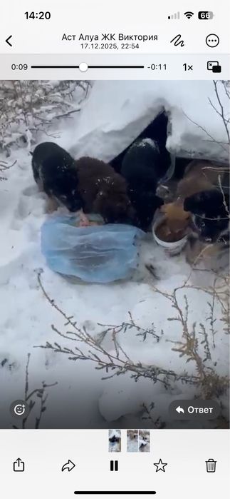 Щенки щенок мальчик девочка