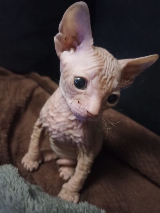 Котята донские сфинксы