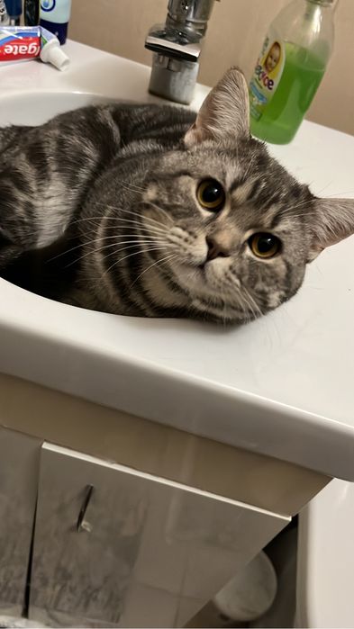 Вязка мраморный кот