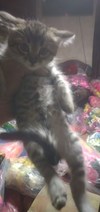 Отдам котят в добрые руки