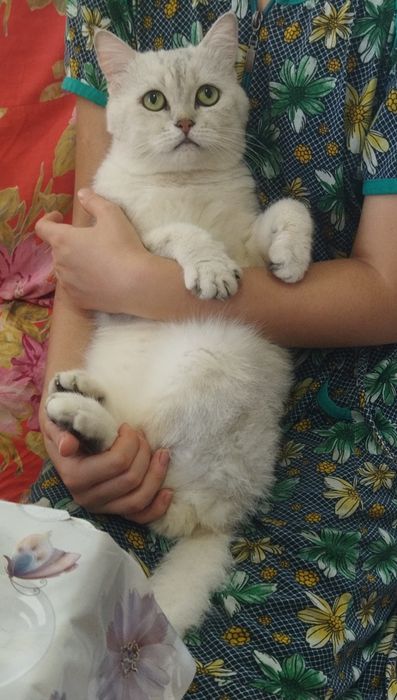Вязка кота,Mushuklarning juftlashishi