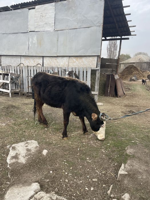 Сиыр сауын Дойная корова