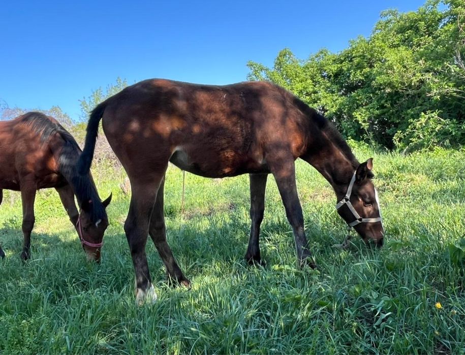 Англо араб тай.