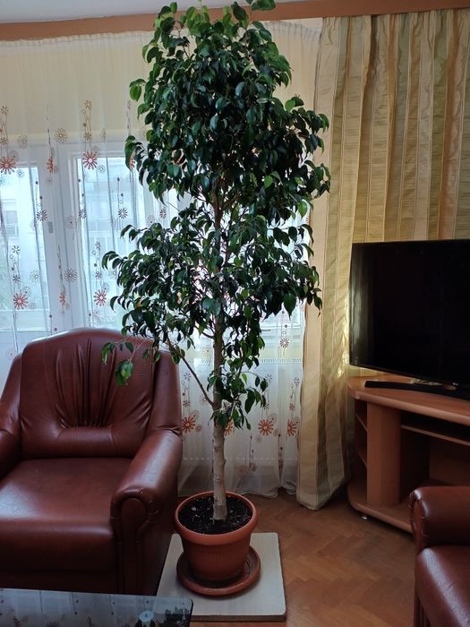 Vand ficus cu frunze mici
