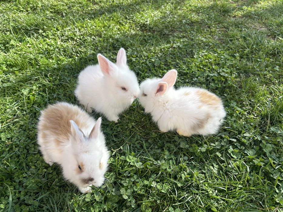 Iepurasi cap de leu pitic