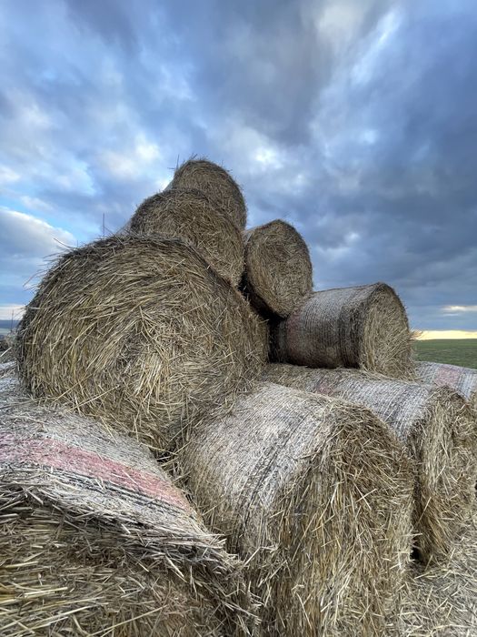 Baloti de paie 120-120