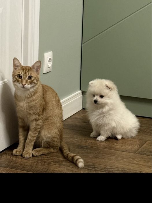 Продам шпица девачка 4 месяча