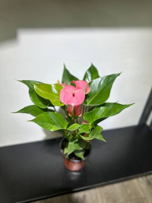 Комнатные цветы оптом