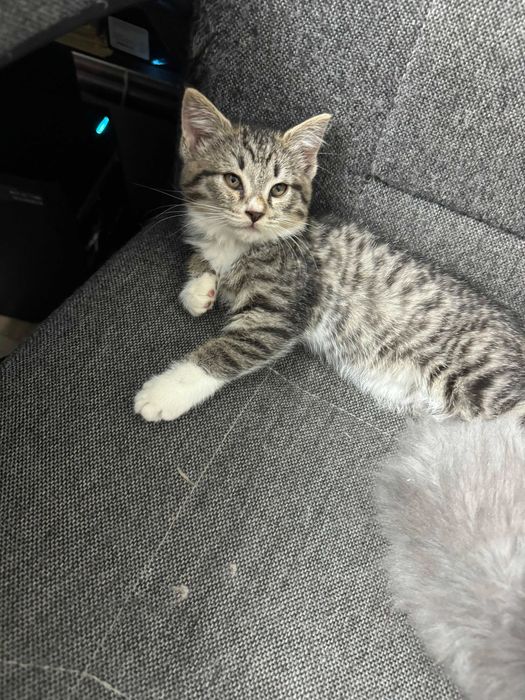 Котята в добрые руки!
