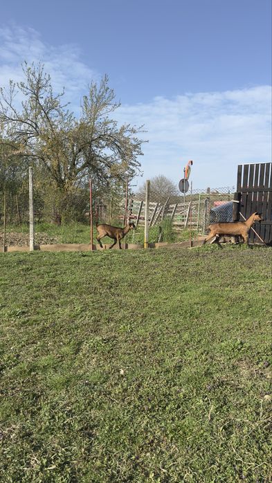 Ieduta Alpina Franceza (linie buna) foarte reusita, talie foarte buna!