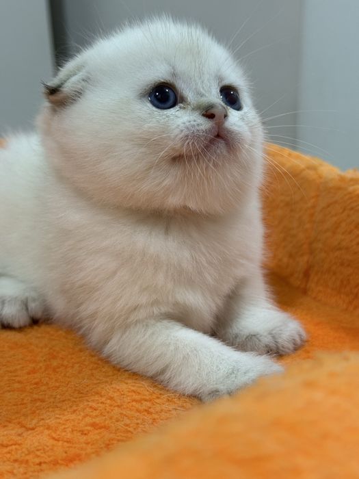 Шотландский вислоухий котенок!