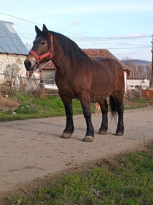 O iapă de 4 ain jumate gestanta trebuie să fete an april