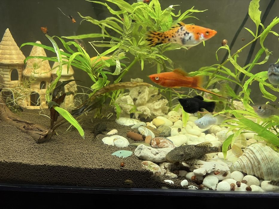 Продам аквариум комплектом