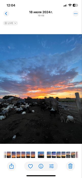 Ешкі сатылады тірідей және сойып та