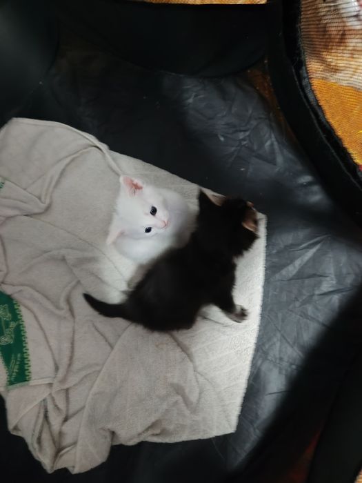 Резерв котенка мейн кун