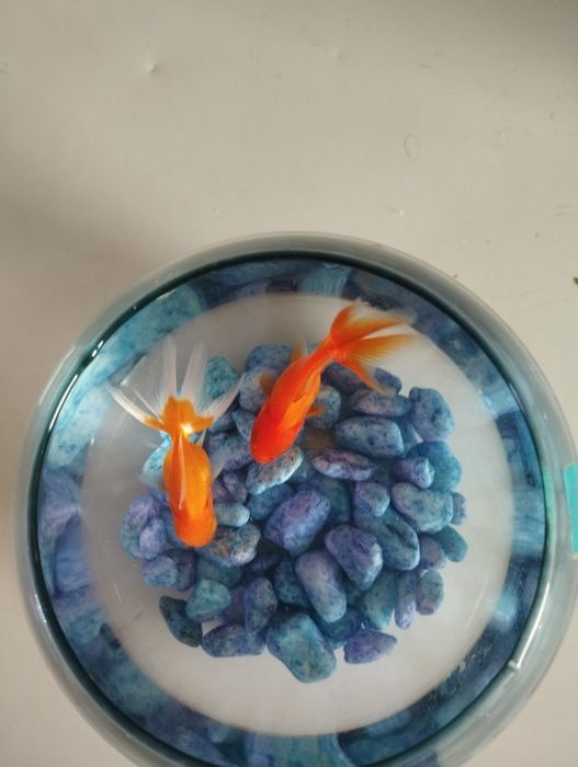 Timoloq akvarium sotiladi