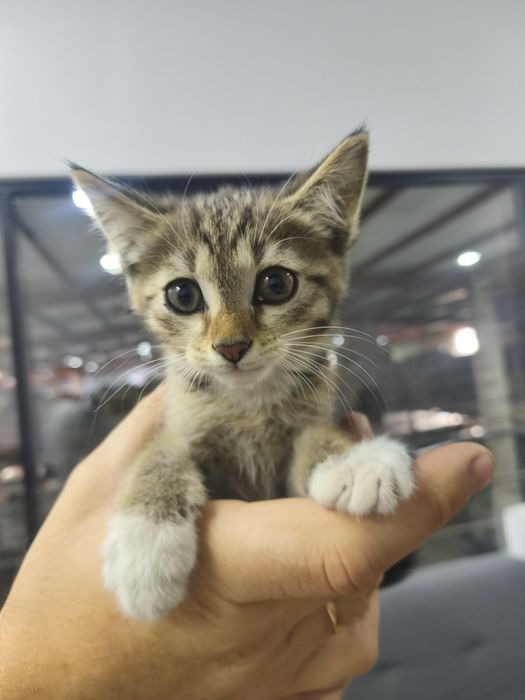Котенок в добрые руки